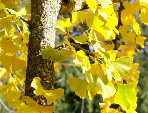 Ginkgo biloba – hvorfor bliver forskerne ved med at undersøge det gamle tempeltræ?